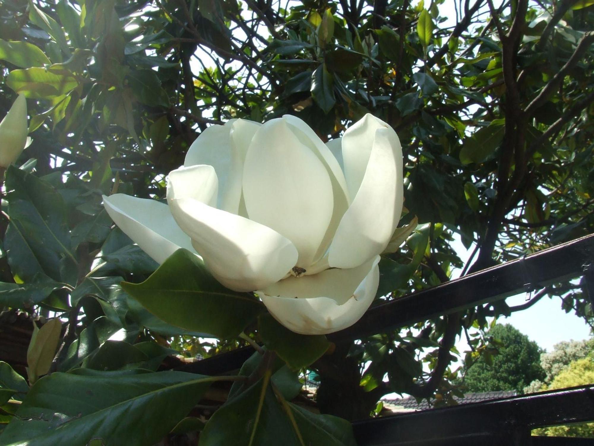 Dove'S Nest Guest House Kempton Park Bagian luar foto